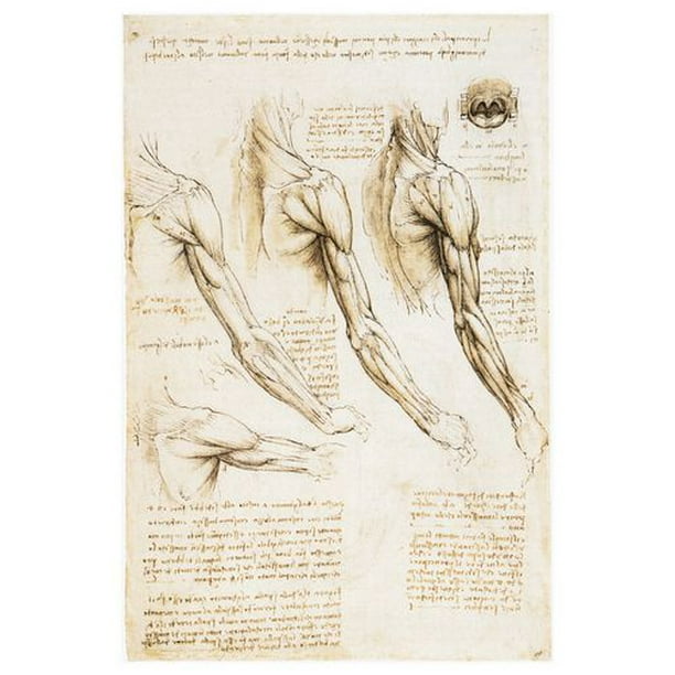 da Vinci - Muscles cavité buccale