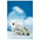 Ours polaire et son bébé – image 1 sur 1