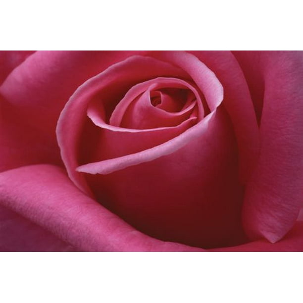 Burk - Rose Rose 2