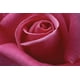 Burk - Rose Rose 2 – image 1 sur 1