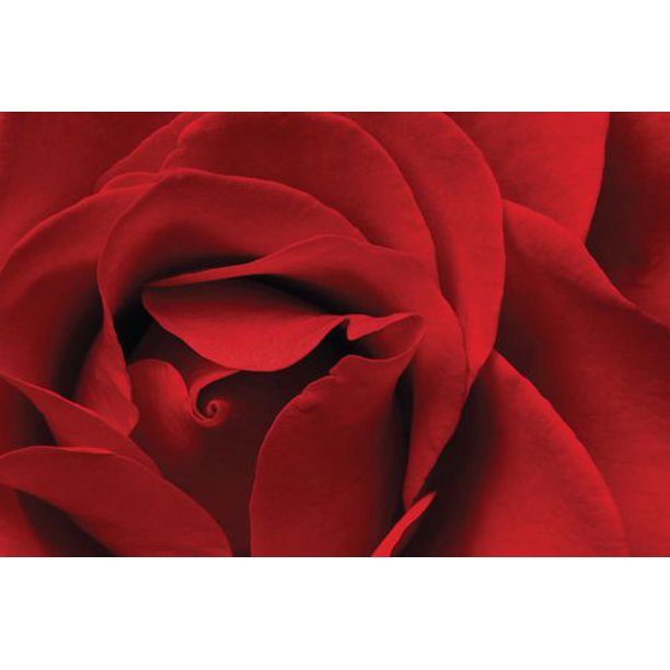 Burk - Rose rouge