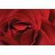 Burk - Rose rouge – image 1 sur 1