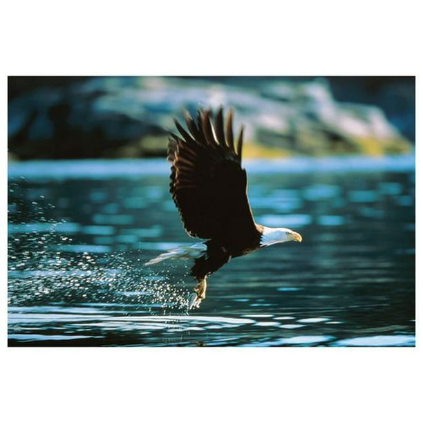 Bald Eagle Flying basses eaux