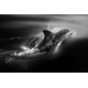 Munch - Dauphin noir – image 1 sur 1