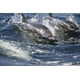 Munch - Dauphins dans le sillage – image 1 sur 1