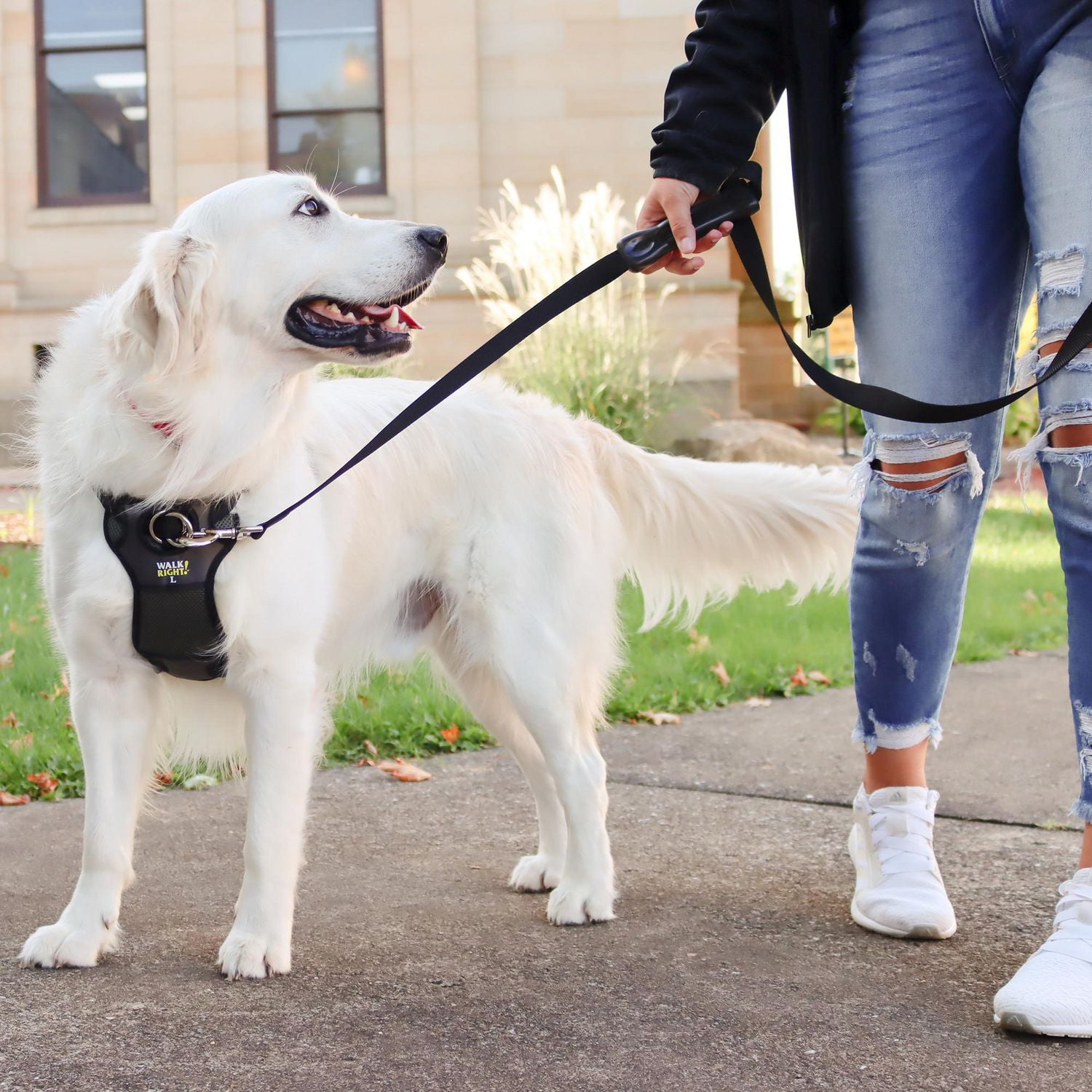 How to put on on sale a dog harness from walmart