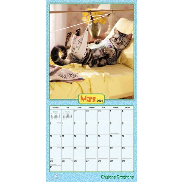 Chatons Kittens 2024 Wall Calendar 