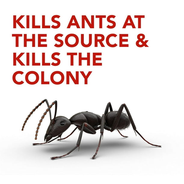 Insecticide Raid Exterminateur d'araignées, tue les insectes au contact,  pour utilisation à l'intérieur et à l'extérieur, 350 g 350 g 