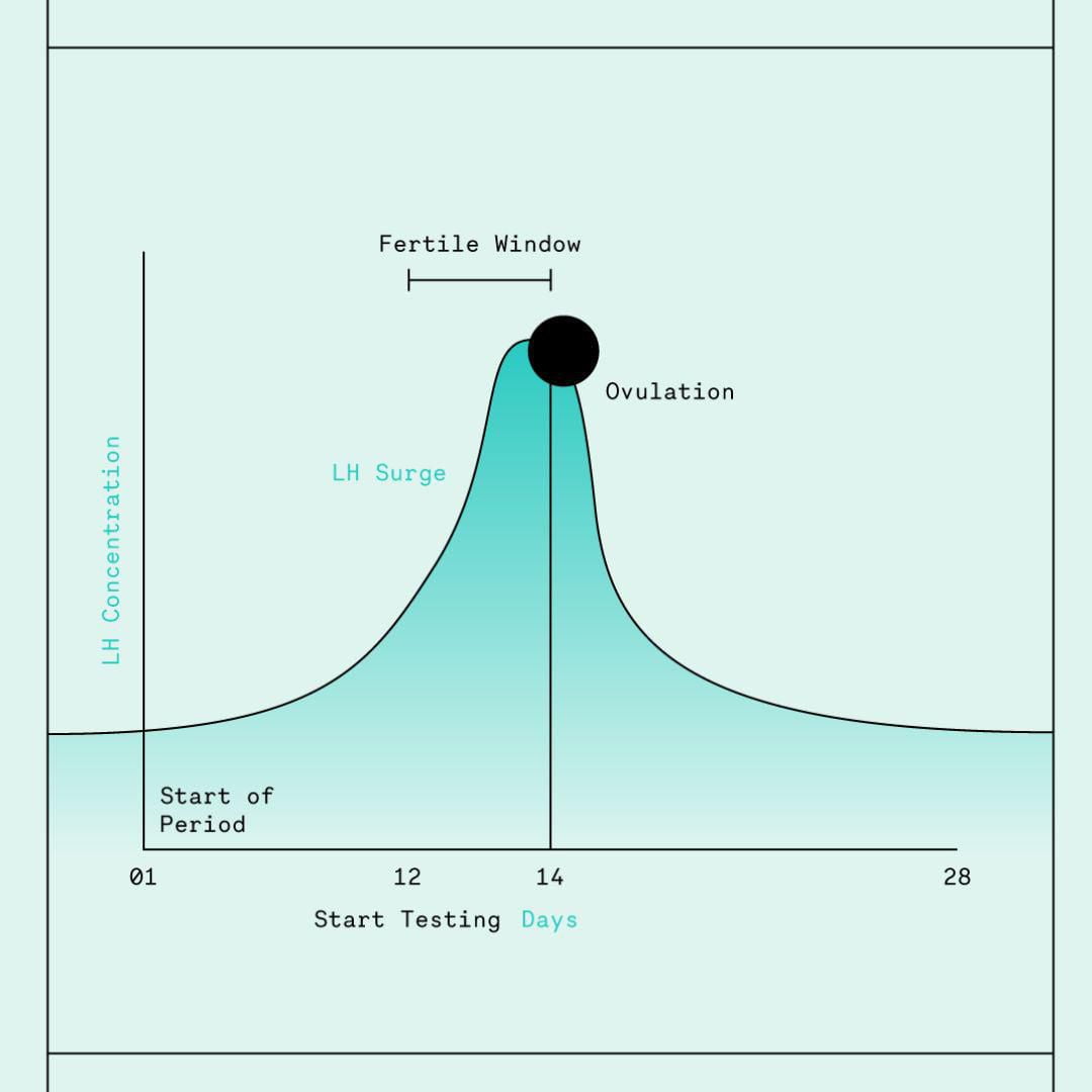 Bandelettes pour test d'ovulation Ovry® 10 épreuves