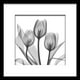 Rayons-X de fleurs – image 1 sur 2