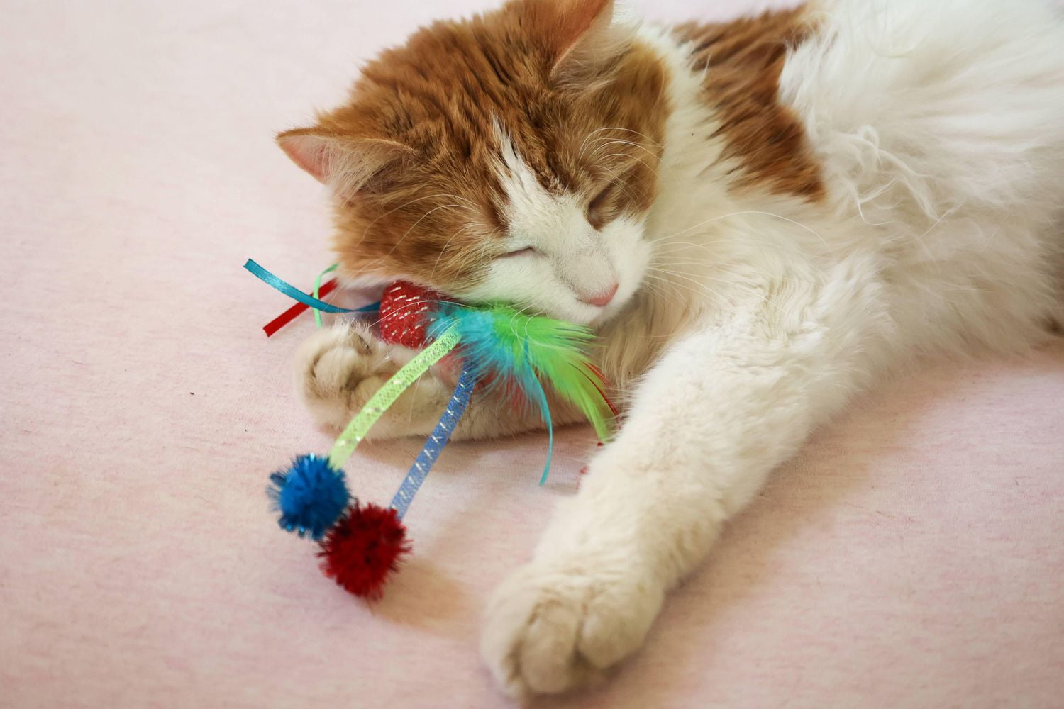 Mesh cat outlet toy