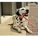 Pet Attire By Coastal Collier pour chien réglable avec os rouges, 3/8" x 8"-12" 3/8" x 8"-12" – image 2 sur 4