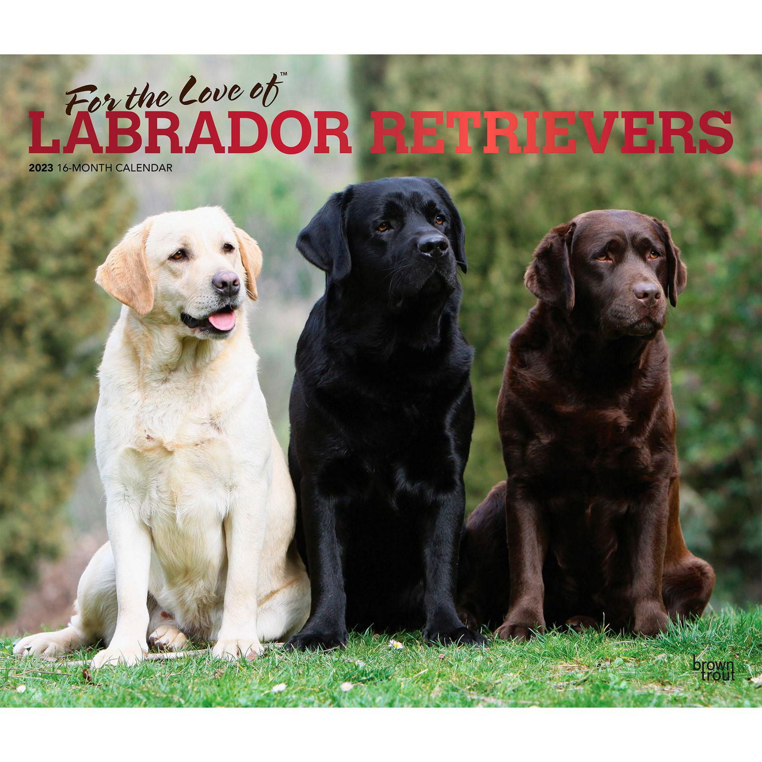 how intelligent are labrador retrievers