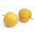 thumbnail image 1 of Prunes, jaune, 1 of 1
