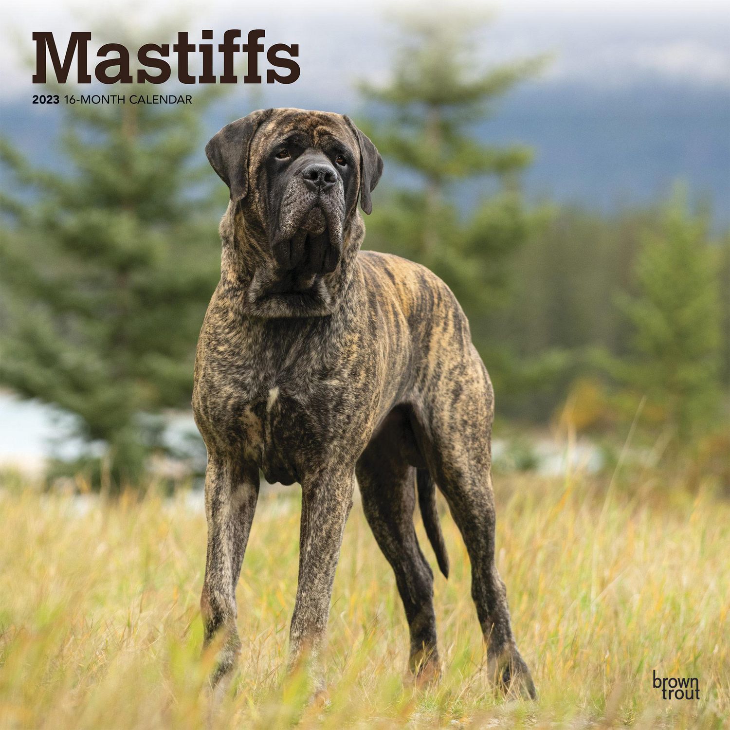 are english mastiffs loyal