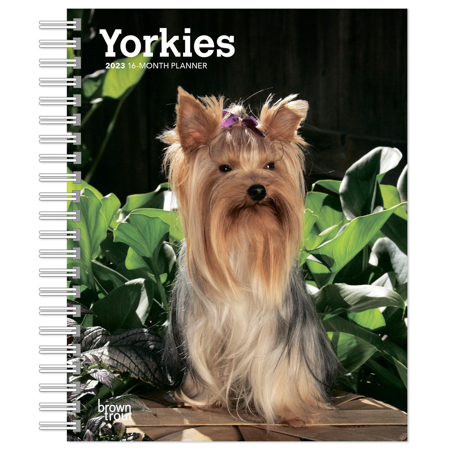 are yorkies naturally protective