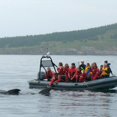 thumbnail image 1 of Whalewatching Experience - Cabot Trail, Pleasant Bay, NS - www.fiddlinwhaletours.com, 1 of 1