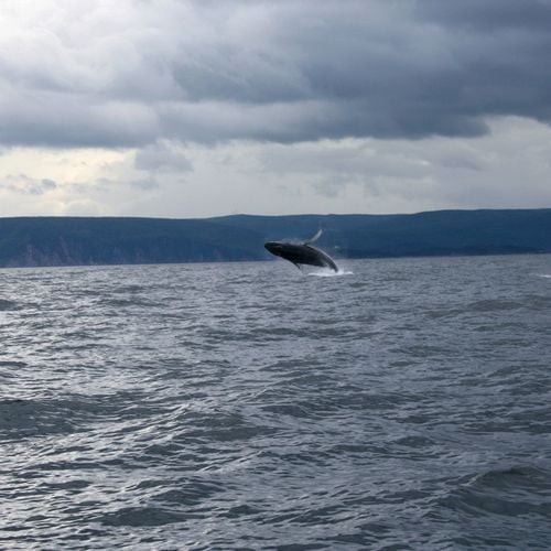 Expérience Observation de baleines en Zodiac - 101 Wharf Road, Dingwall, NS - www.capebretonwhaletours.com