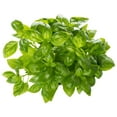 thumbnail image 1 of Basil, Fresh, 1 of 2