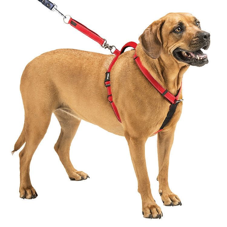 How to put on shop a dog harness from walmart