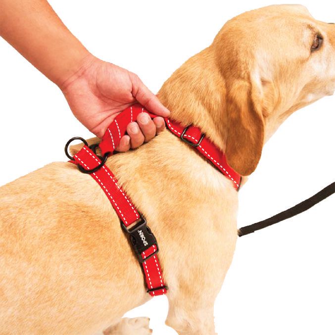 How to put hotsell on sporn dog harness