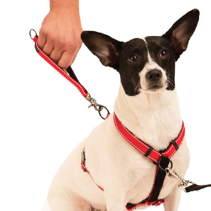 How to put on a dog harness from outlet walmart