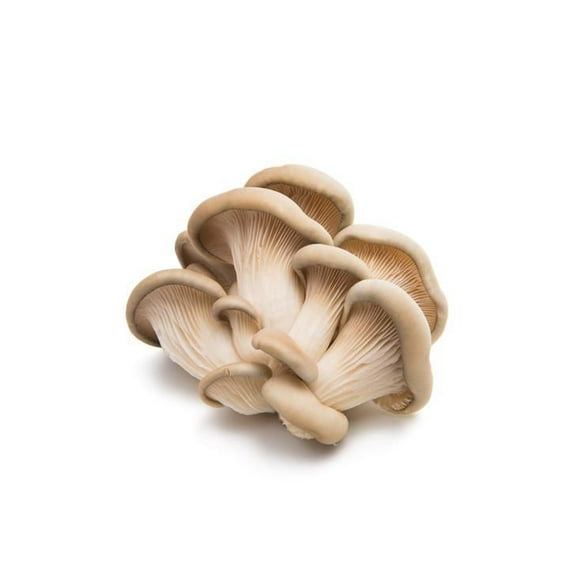 Mushroom, Oyster, 1 EA