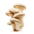thumbnail image 2 of Mushroom, Oyster, 2 of 3
