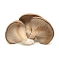 thumbnail image 3 of Mushroom, Oyster, 3 of 3