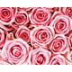 Roses Roses – image 1 sur 1