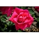 Beauté Rose – image 1 sur 1