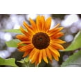 thumbnail image 1 of Reflets Du Soleil, 1 of 1