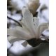 Flor Blanca – image 1 sur 1