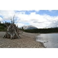 thumbnail image 1 of Laila's Inc Driftwood Worship, 1 of 1