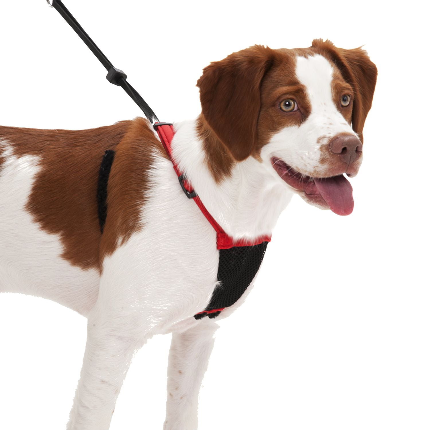 How to put 2025 on sporn dog harness