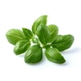 thumbnail image 1 of Basilic, 1 of 1
