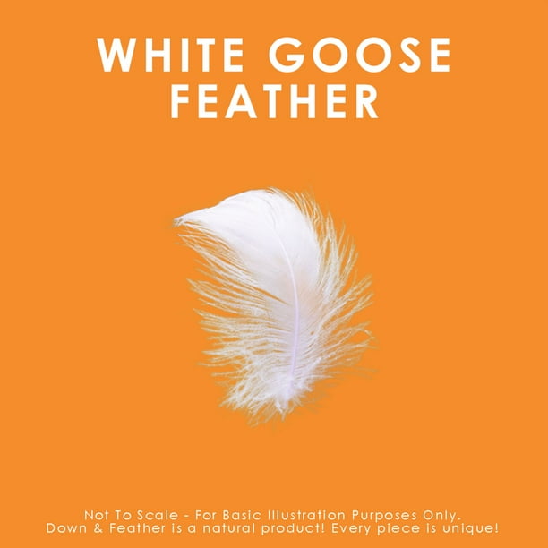 Canadian Down & Feather Company Oreiller en plumes d'oie blanche Support  moyen 