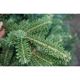 thumbnail image 3 of Sapin de Noël Fraser 8-9', 3 of 5