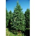 thumbnail image 4 of Sapin de Noël Fraser 8-9', 4 of 5