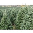 thumbnail image 5 of Sapin de Noël Fraser 8-9', 5 of 5