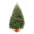 thumbnail image 1 of 7-8' Balsam Fir Fresh Cut Christmas Tree, 1 of 5