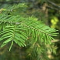 thumbnail image 3 of 7-8' Balsam Fir Fresh Cut Christmas Tree, 3 of 5