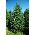 thumbnail image 4 of 7-8' Balsam Fir Fresh Cut Christmas Tree, 4 of 5