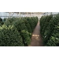 thumbnail image 5 of 7-8' Balsam Fir Fresh Cut Christmas Tree, 5 of 5