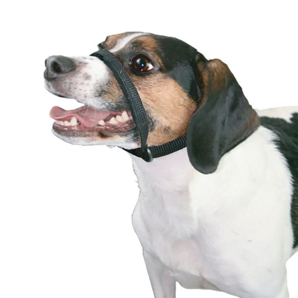 Ceinture sécurité chien voiture – Fit Super-Humain