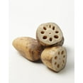 thumbnail image 1 of Lotus Root, Sold in singles, 1 of 1