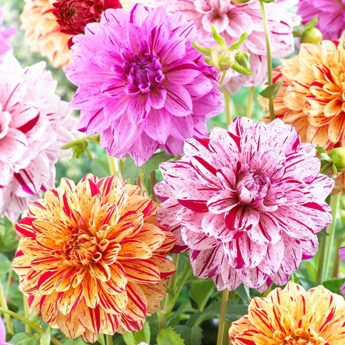 Flower Bulbs DahliaDecorativeTwoTone Assorted (5 Bulbs) Walmart