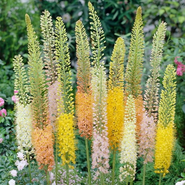 Bulbes de fleurs de A à Z