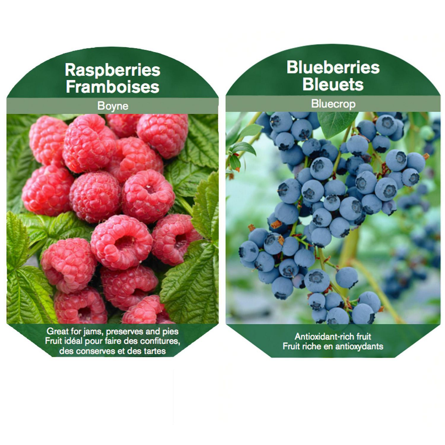 Bulbs are Easy Fruit Plant - Blueberry/Raspberry Assortment