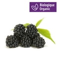 thumbnail image 1 of Blackberries, Organic, 6 oz, 1 of 1